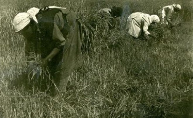 Фотомарафон «100-летие ТАССР»: сбор колосьев на поле колхоза «Круч» Мензелинского района. Начало 1930-х годов