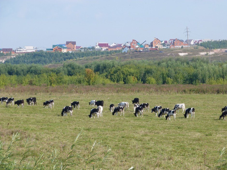 Арск