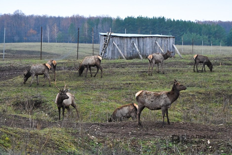 Олени