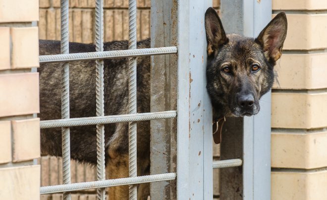 В Набережных Челнах из-за активистов отменили аукцион на отлов собак и кошек