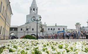 Для аллергиков Казани в «Яндекс.Погоде» появилась карта пыльцы