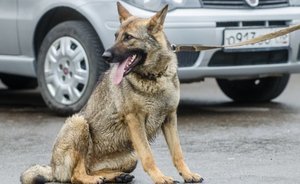 Башкирия может стать пилотным регионом по обязательному чипированию домашних животных