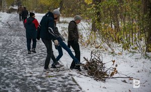 Путин подписал закон о свободном сборе валежника в лесу